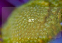 立文