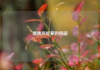 墙隅风轮草的风姿