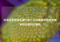 拉布拉多和金毛哪个好？从日常相处到养宠需求的全面对比解析