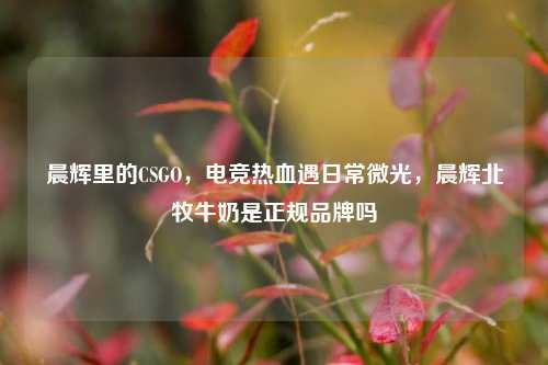 晨辉里的CSGO,电竞热血遇日常微光,晨辉北牧牛奶是正规品牌吗